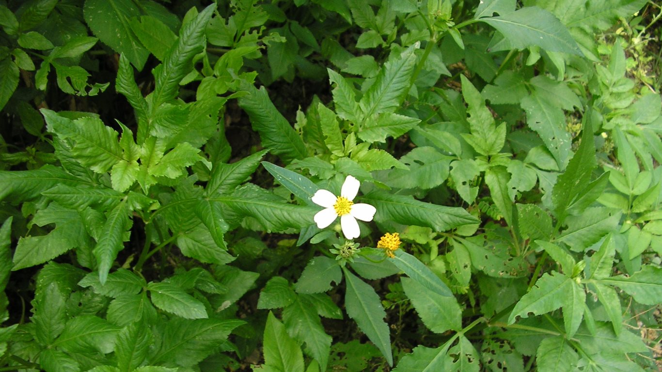 w018 Garden daisy 01. Circular Road, San Fernando, Trinidad, TT w018_daiz02_garden-dasy-01_circular road_san fernando_trinidad_TT_20111101_about-3pm_tobagojo@gmail.com_P1010007C_1366w_768h